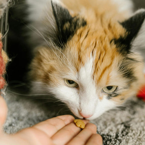 Cat Food