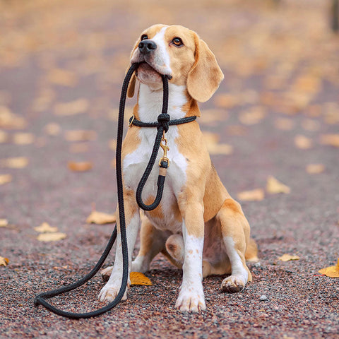 Dog Accessories