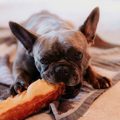 Dog Food