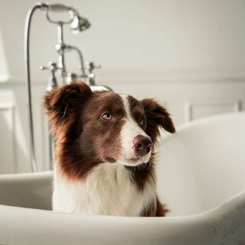 Dog Health