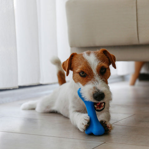 Dog Toys