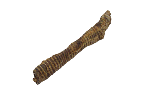 Beef Trachea