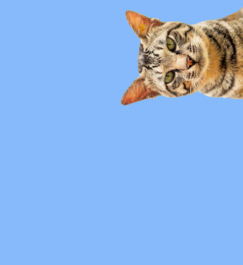Cat Food