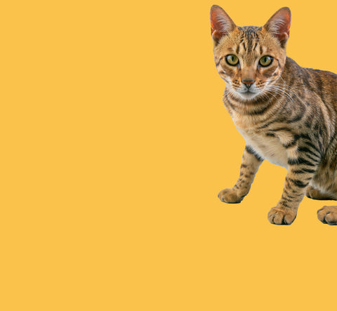 Cat Food