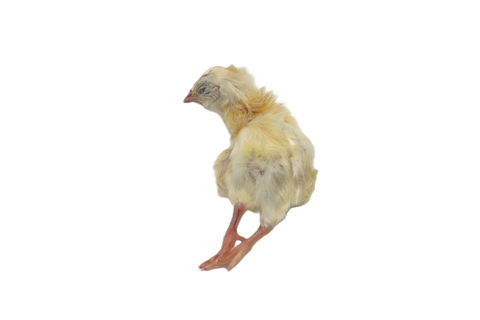 Kiezebrink Day Old Chicks (10)