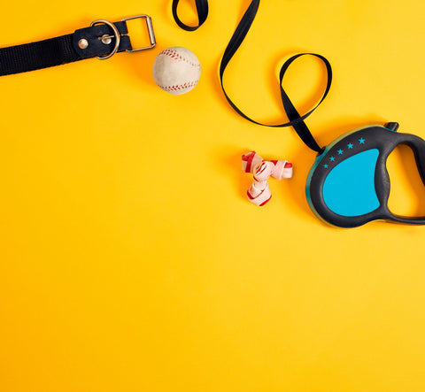 Dog Accessories