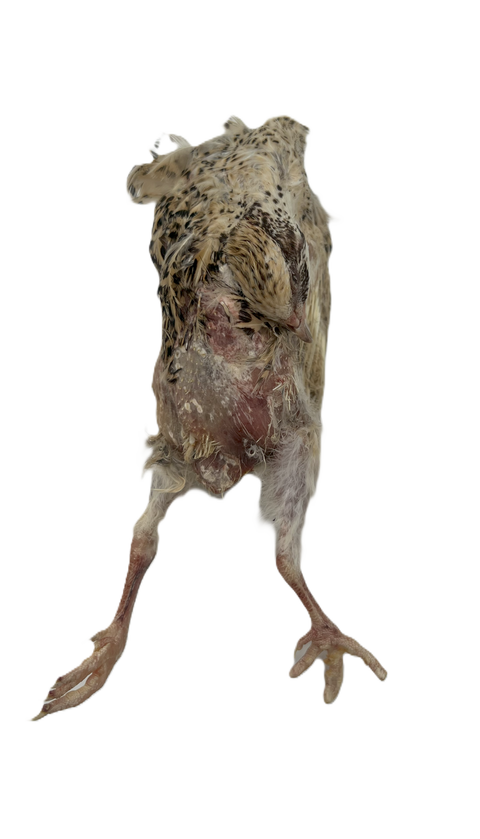 Kiezebrink Quail Ex French Layers (5)