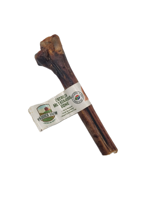 Ostrich Metatarsus Bone