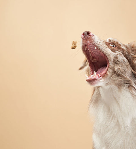 Dog Products